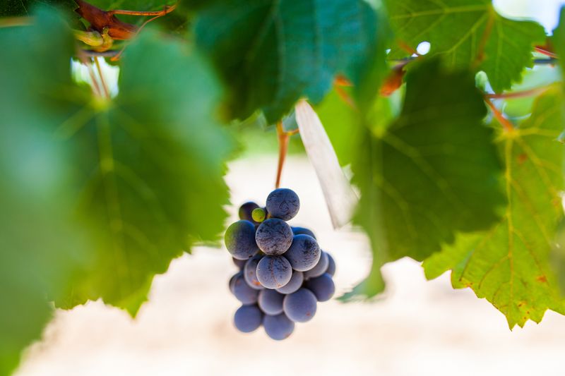 0 Bedroom Property for Sale in Val De Vie Estate Western Cape